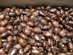 Castor Seeds Manufacturer Supplier Wholesale Exporter Importer Buyer Trader Retailer in Morbi Gujarat India